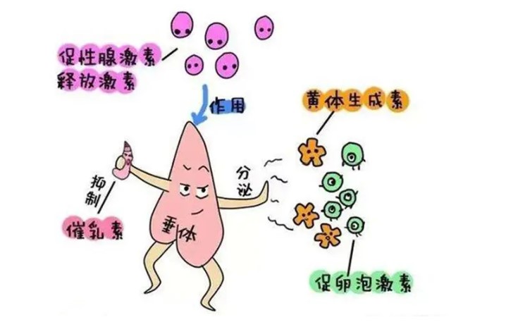 促卵泡生成素